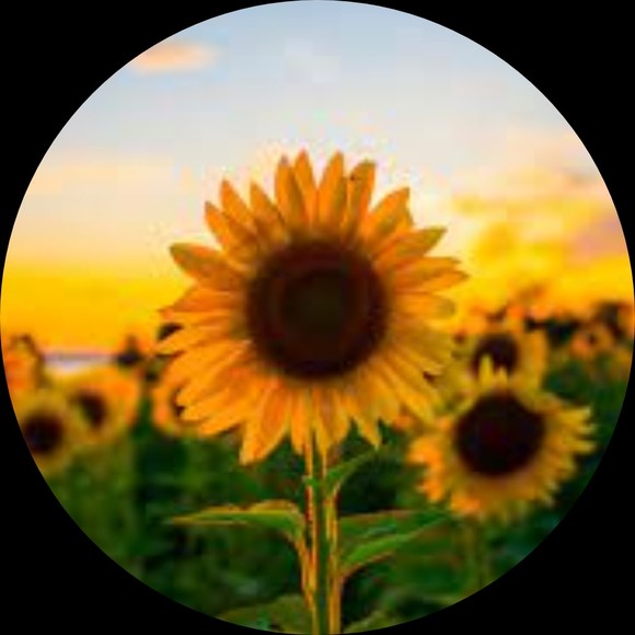 brightflower1